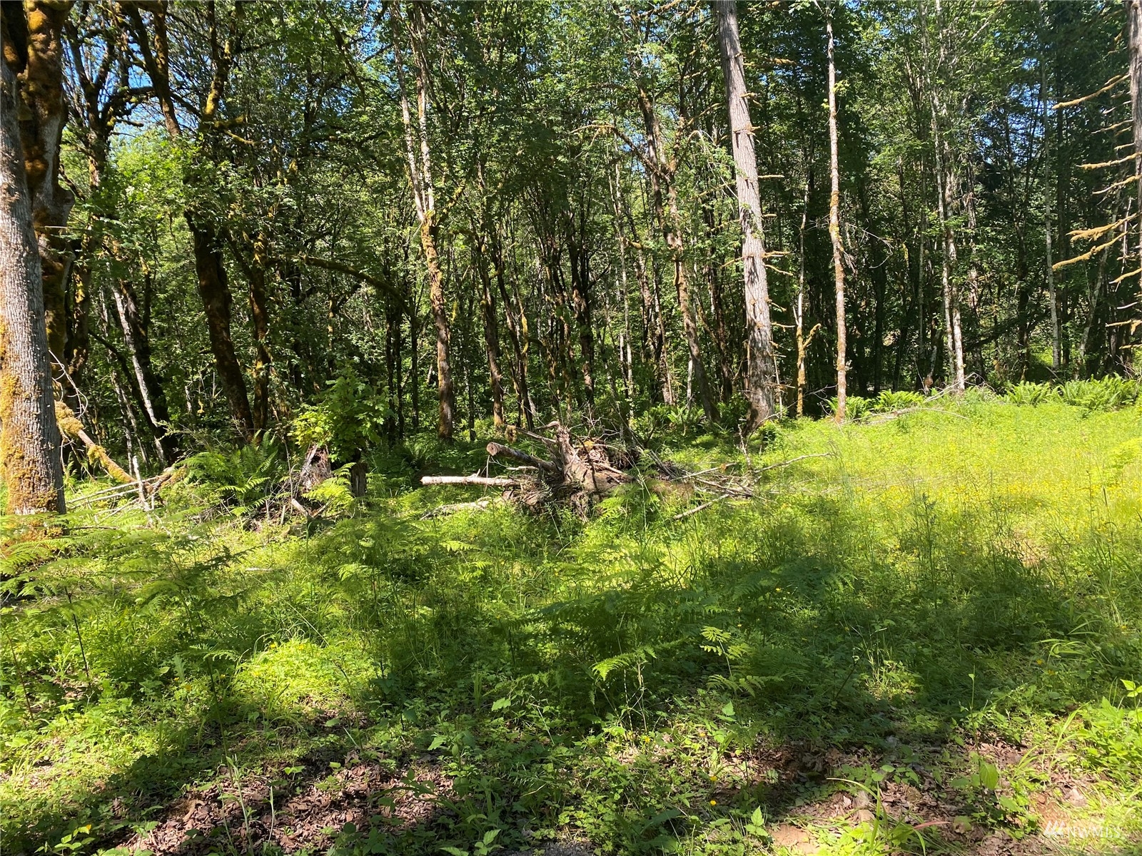 1053 Southeast Binns Swiger Loop Road Shelton, WA 98584 - Photo 8 of 12 a view of outdoor space and trees all around