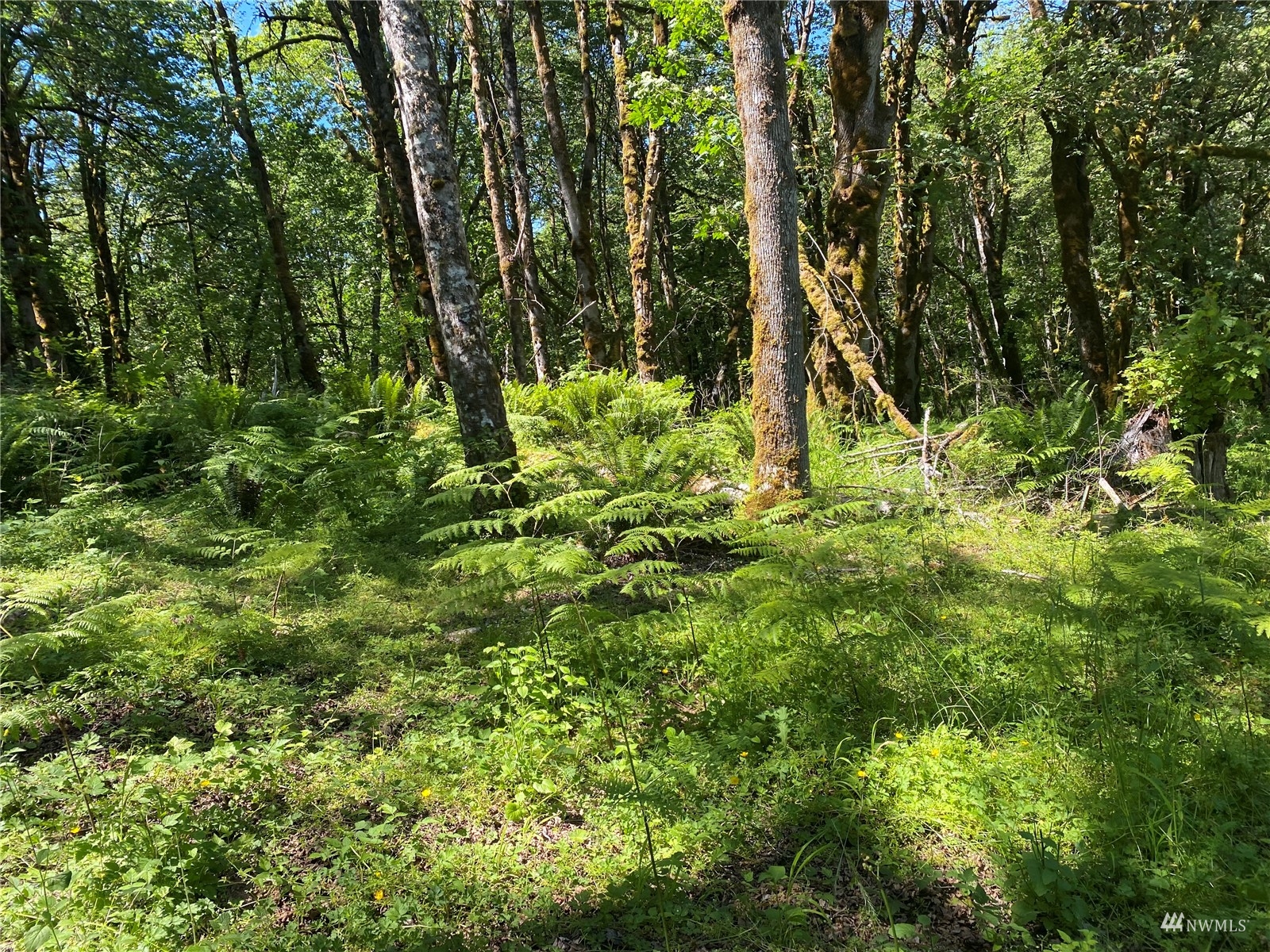 1053 Southeast Binns Swiger Loop Road Shelton, WA 98584 - Photo 9 of 12 a view of a lush green forest