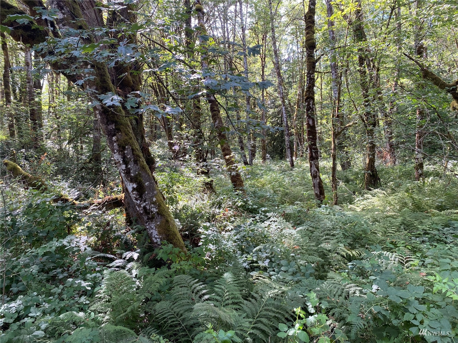 1053 Southeast Binns Swiger Loop Road Shelton, WA 98584 - Photo 10 of 12 a view of a lush green forest with lots of trees