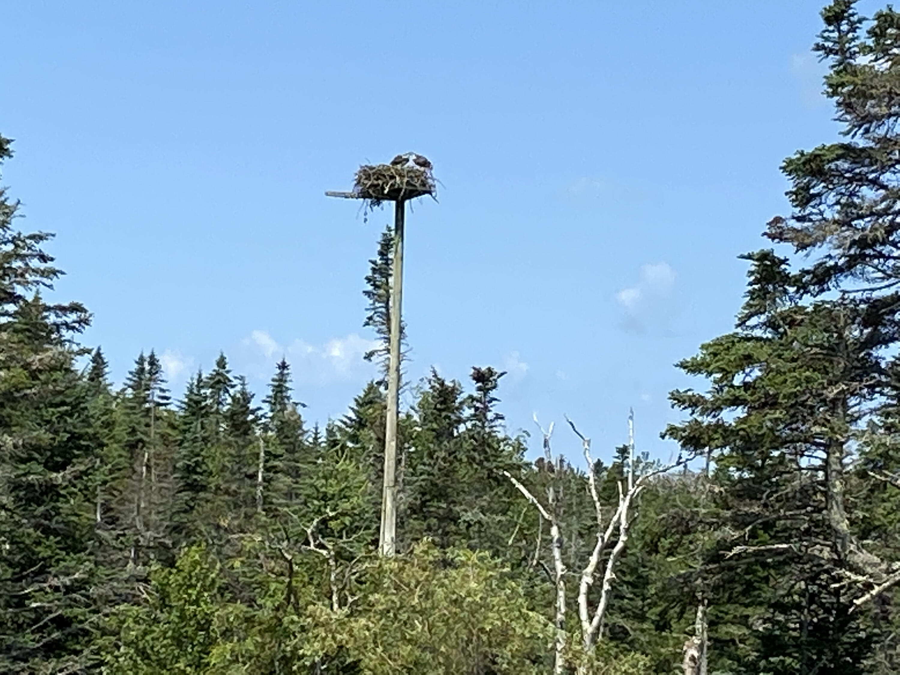 677 Corea Road Gouldsboro, ME 04624 - Photo 51 of 51 Osprey