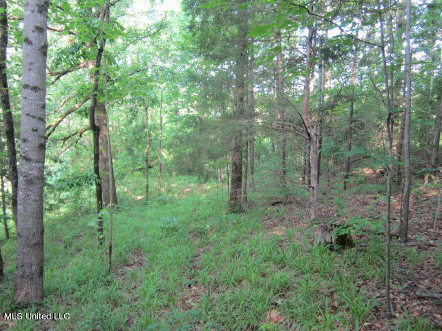 567 Walnut Ripley, MS 38663 - Photo 13 of 14 IMG_6800