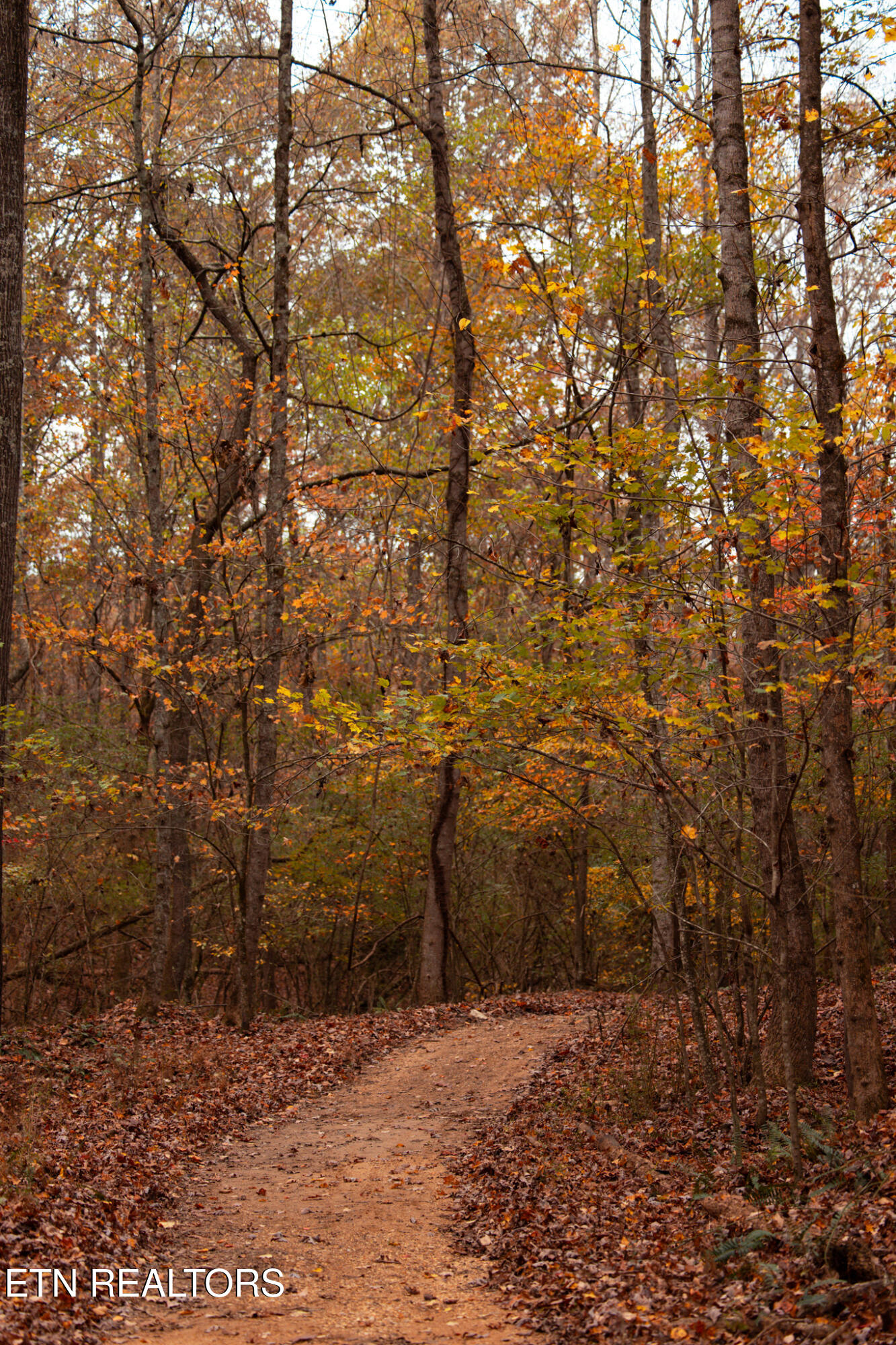 104 Azalea Lane Loudon, TN 37774 - Photo 32 of 34 24.11.07Fallleaves-3
