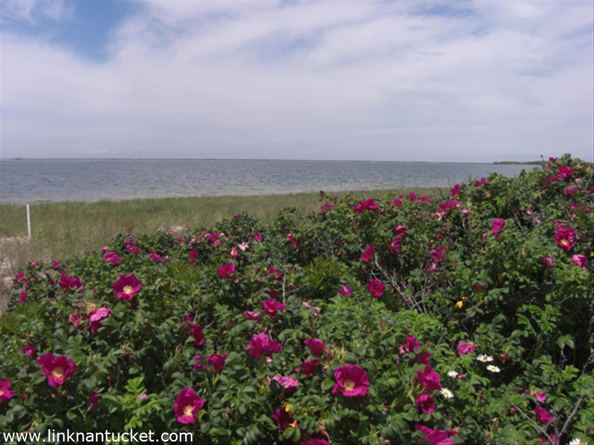 153 Wauwinet Road Nantucket, MA 02554 - Photo 29 of 33 Gallery Image 29