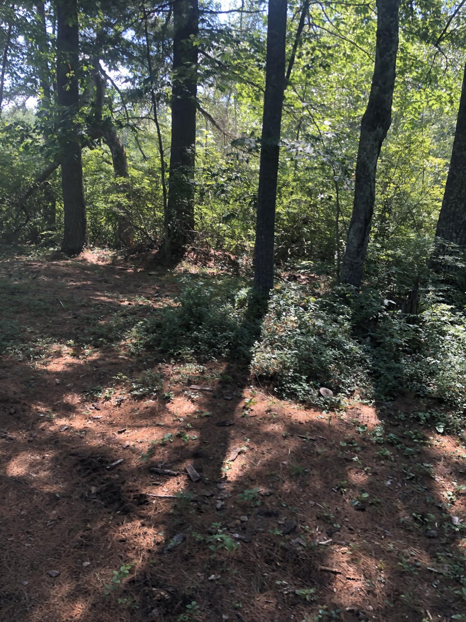 Lot #35 Hubbards Cove Road Shapleigh, ME 04076 - Photo 14 of 19 woods