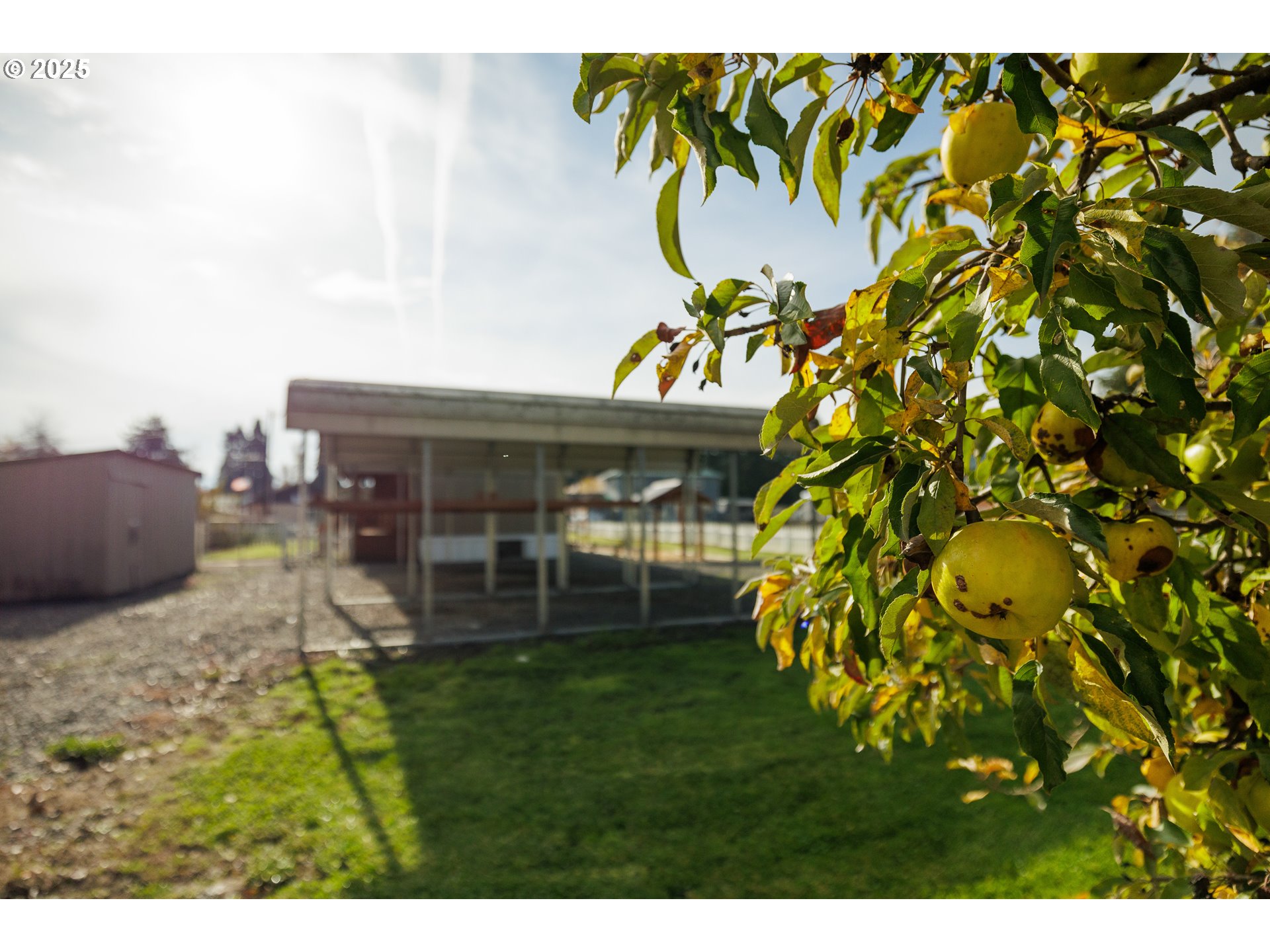 82849 Minnick Road Dexter, OR 97431 - Photo 40 of 41 a view of a house with a backyard