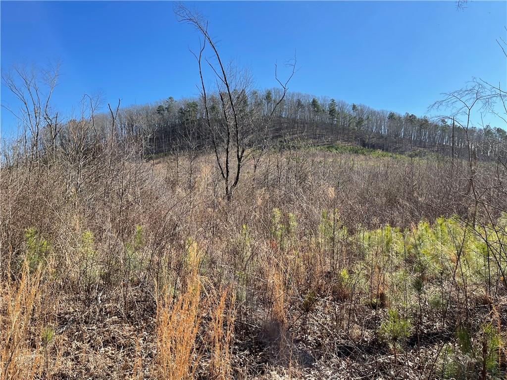 A Johnson Lake Road, Unit 0A Cedartown, GA 30125 - Photo 17 of 19 a view of a forest with a tree