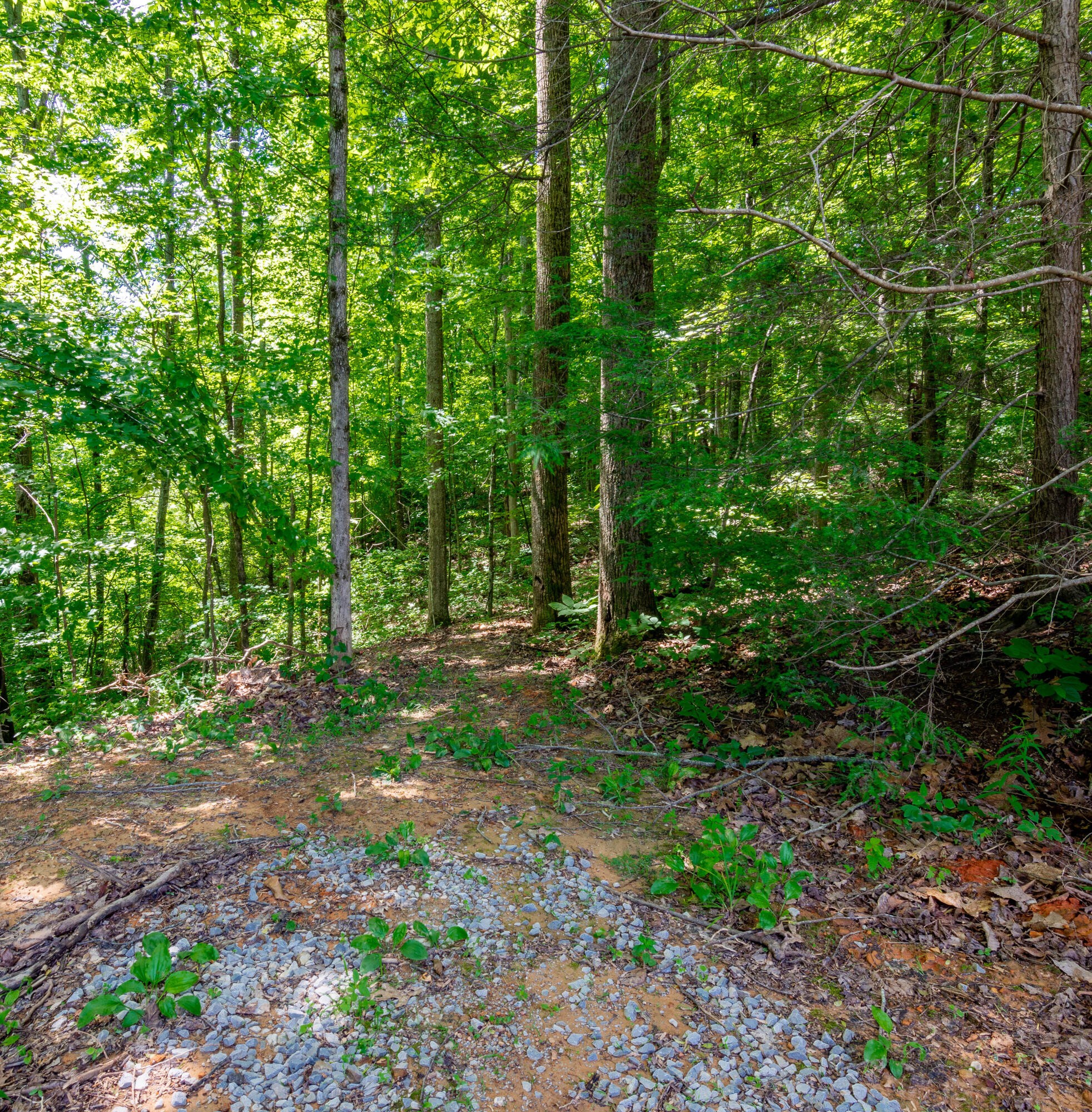2479 Shut In Gap Road Spring City, TN 37381 - Photo 53 of 79 Gallery Image 53