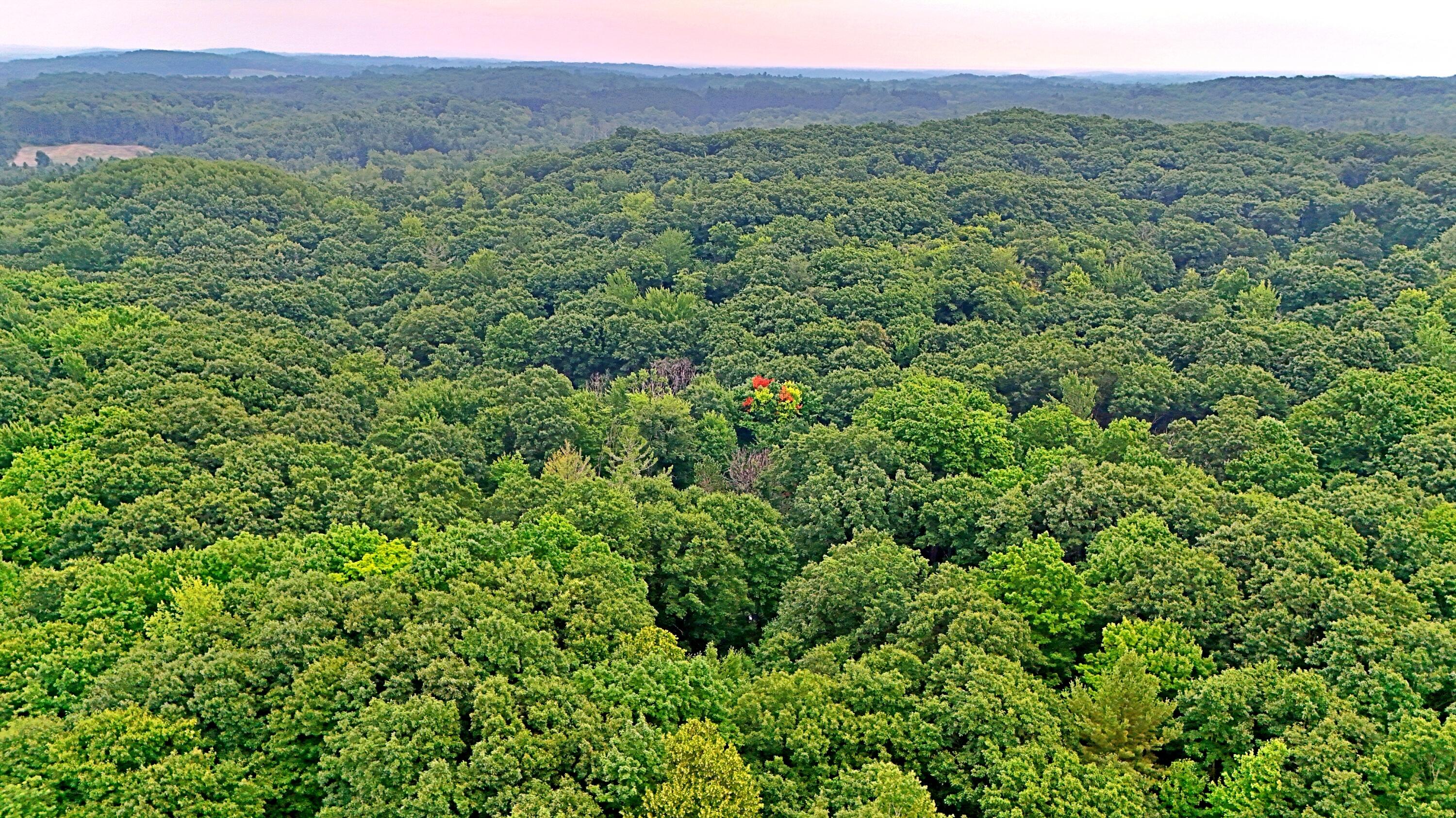 2093 North 47 Road Manton, MI 49663 - Photo 9 of 19 batch_DJI_20250730085702_0232_D