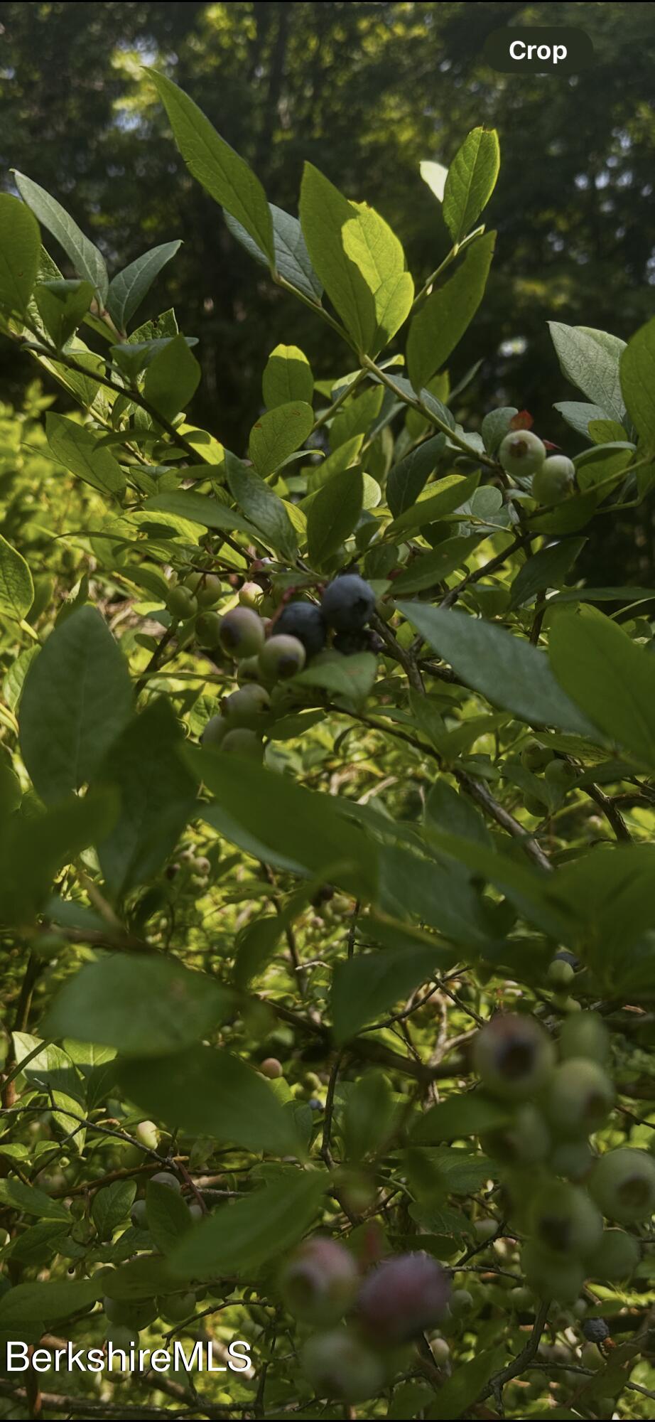1689 East Windsor Road Windsor, MA 01270 - Photo 52 of 57 50 Blueberry bushes