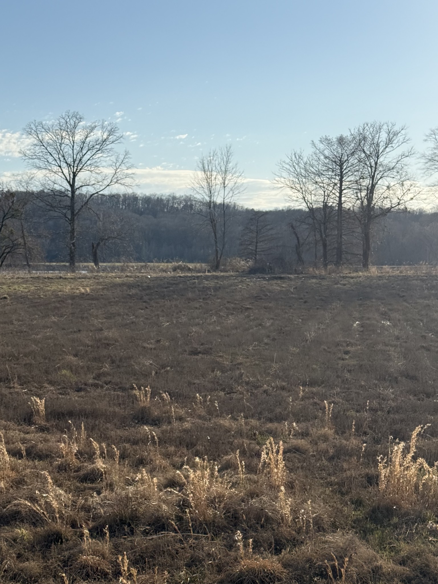 415 Hardin Btm Road Clifton, TN 38425 - Photo 8 of 21 a view of a backyard of the house