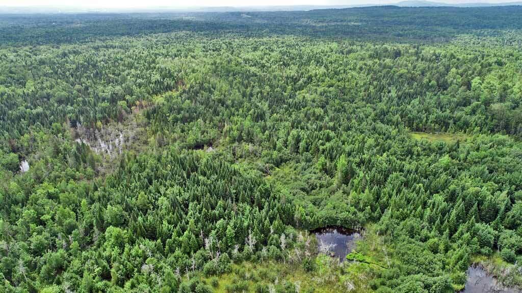 Lot 8 Laskey Road Houlton, ME 04730 - Photo 21 of 25 me-land-wood-forest