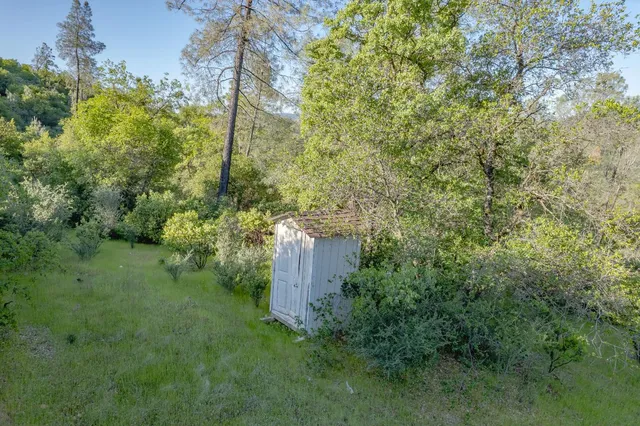 a view of a yard with plants and large trees