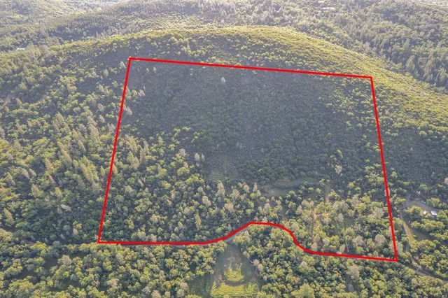 a view of a bunch of trees