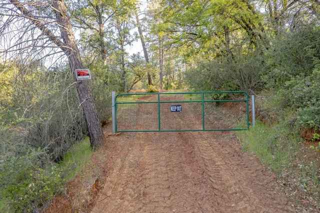 a view of a forest view