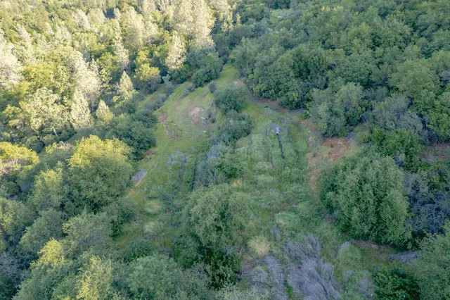 a view of a forest with lots of trees