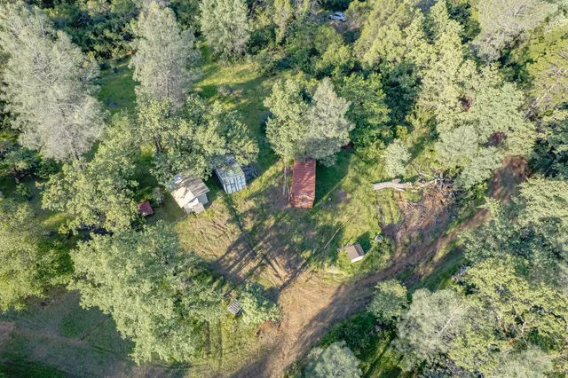 a plant with lots of trees