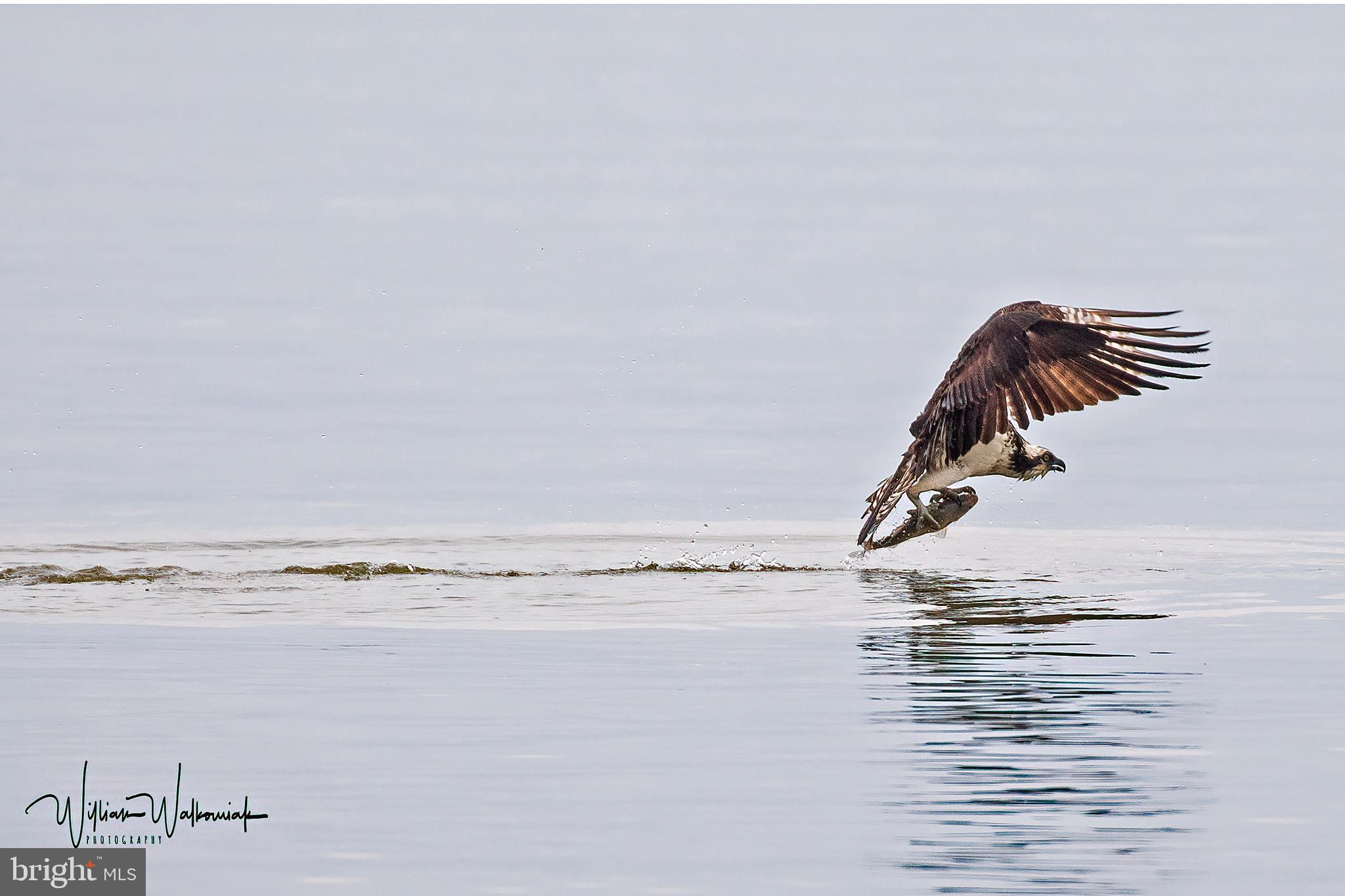 7517 B Street Chesapeake Beach, MD 20732 - Photo 4 of 78 Spectacular wildlife from your deck