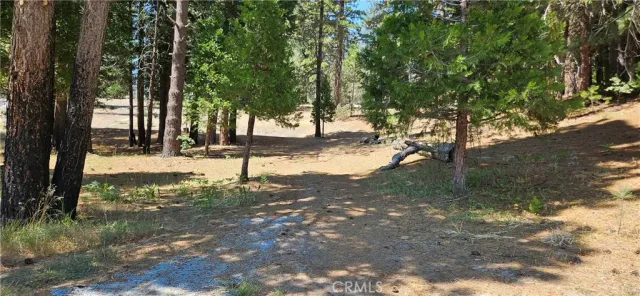 a view of yard with trees