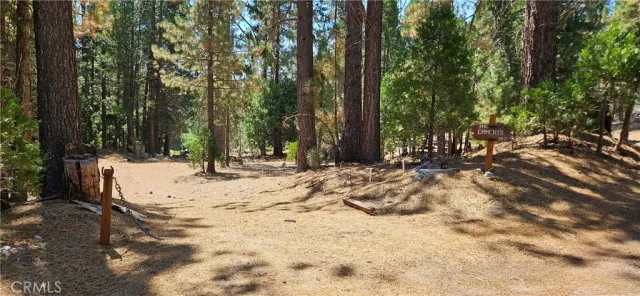 a view of large trees with yard