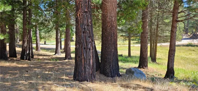 a view of a backyard with a large tree