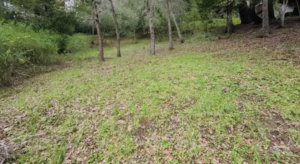 a view of a forest
