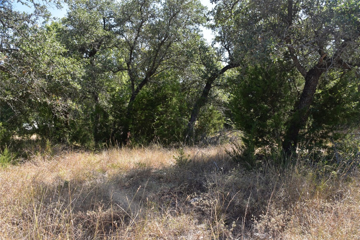3317 Whitt Park Path Leander, TX 78641 - Photo 4 of 8 a view of a forest with lots of bushes
