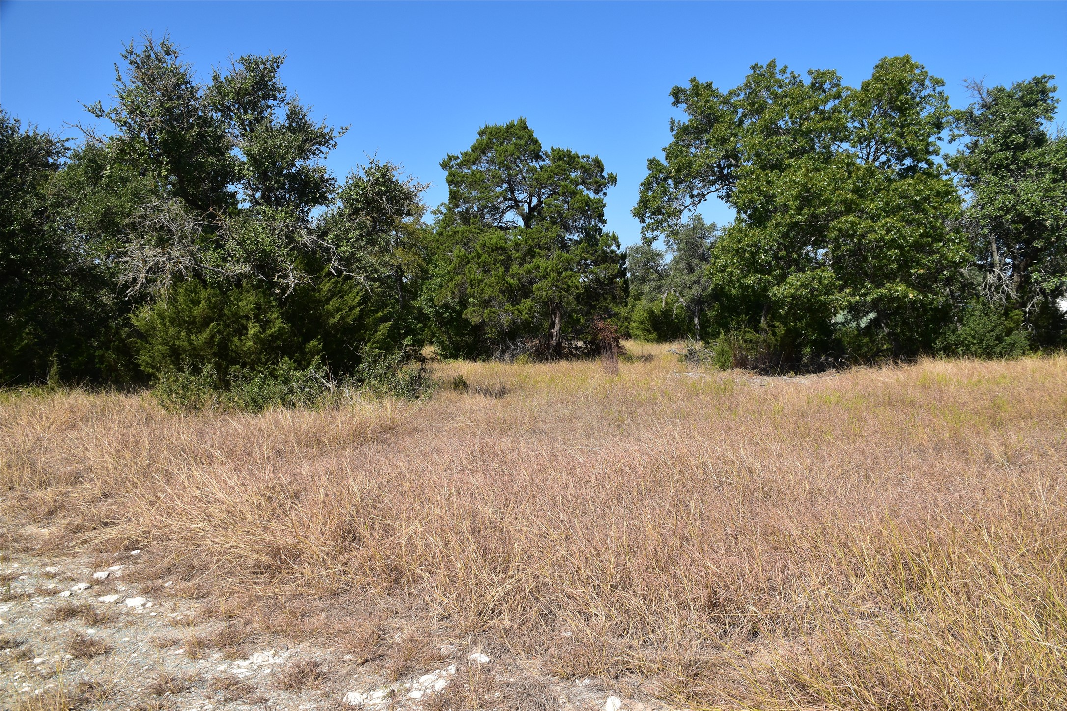 3317 Whitt Park Path Leander, TX 78641 - Photo 5 of 8 View of local wilderness