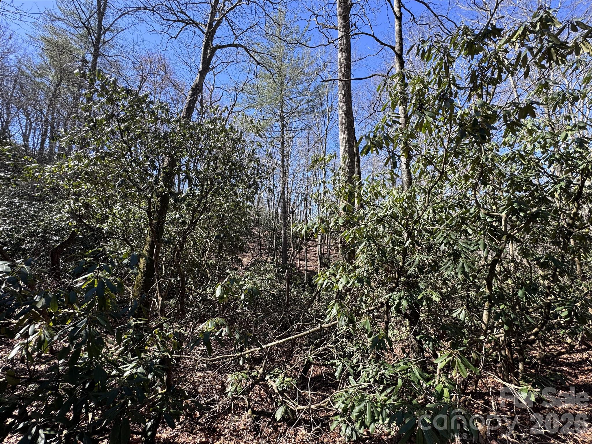 0 Walkabout Trail Fletcher, NC 28732 - Photo 2 of 3 a view of a plant with lots of bushes