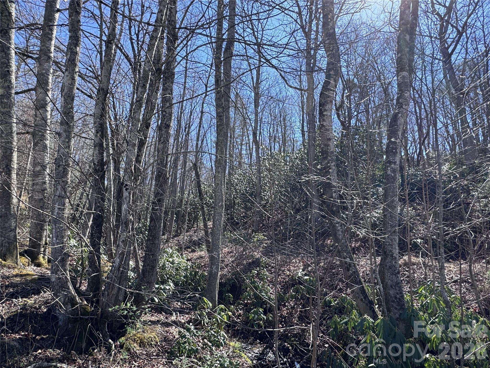 0 Walkabout Trail Fletcher, NC 28732 - Photo 3 of 3 a backyard of a house with lots of plants and trees