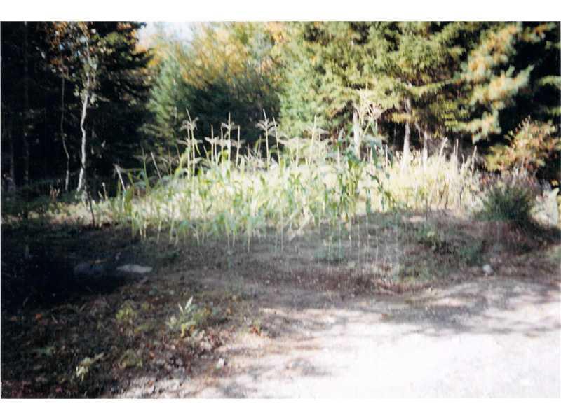 Xx Golding Road Perry, ME 04667 - Photo 19 of 24 Land/Lot. Nice garden spot with corn...