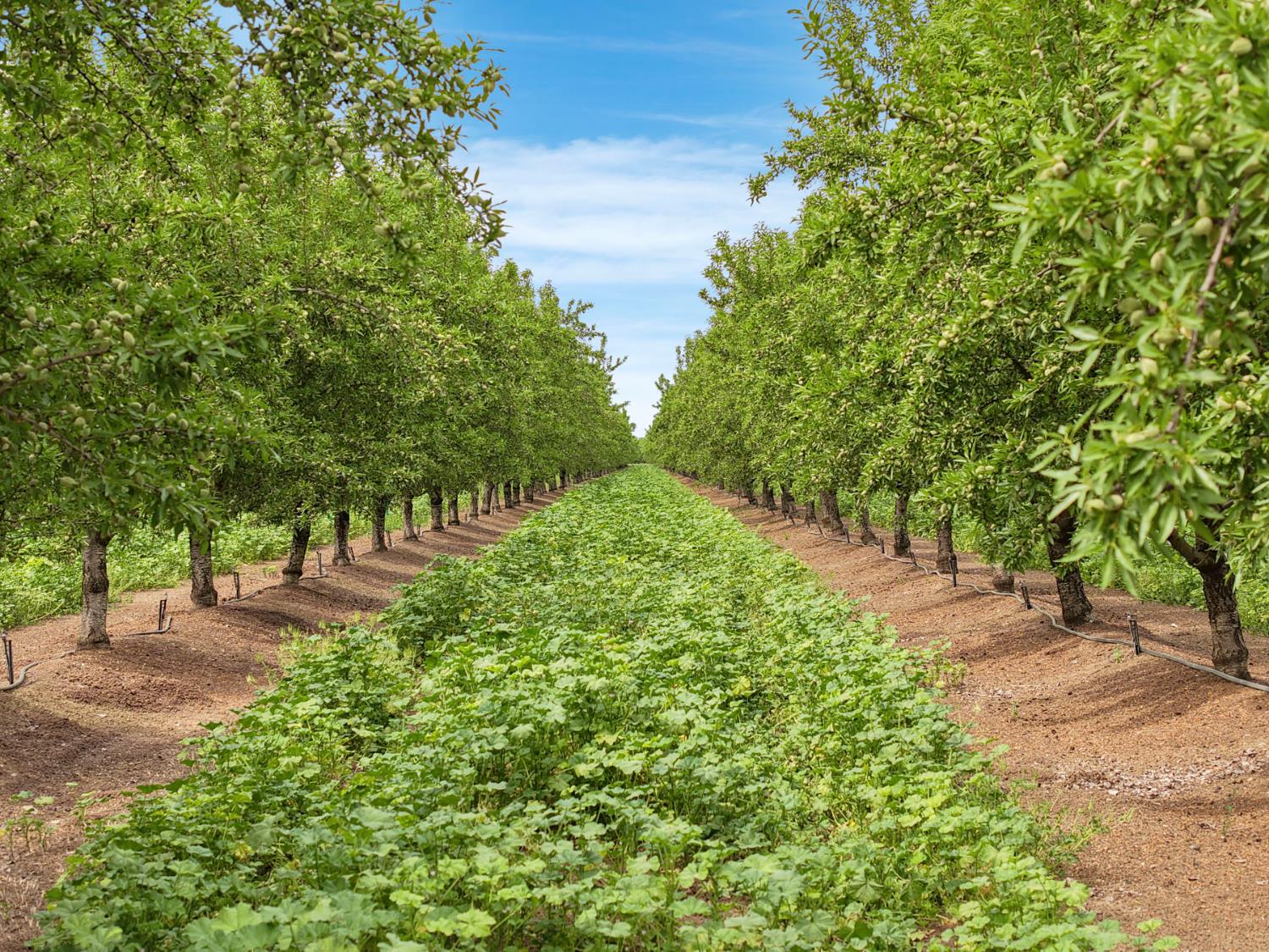 19753 East Oakwood Road Stockton, CA 95215 - Photo 4 of 19 a view of a yard with large trees