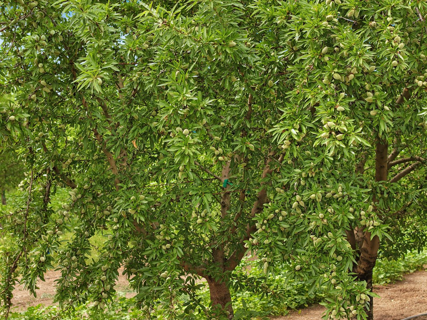 19753 East Oakwood Road Stockton, CA 95215 - Photo 5 of 19 a view of a small yard