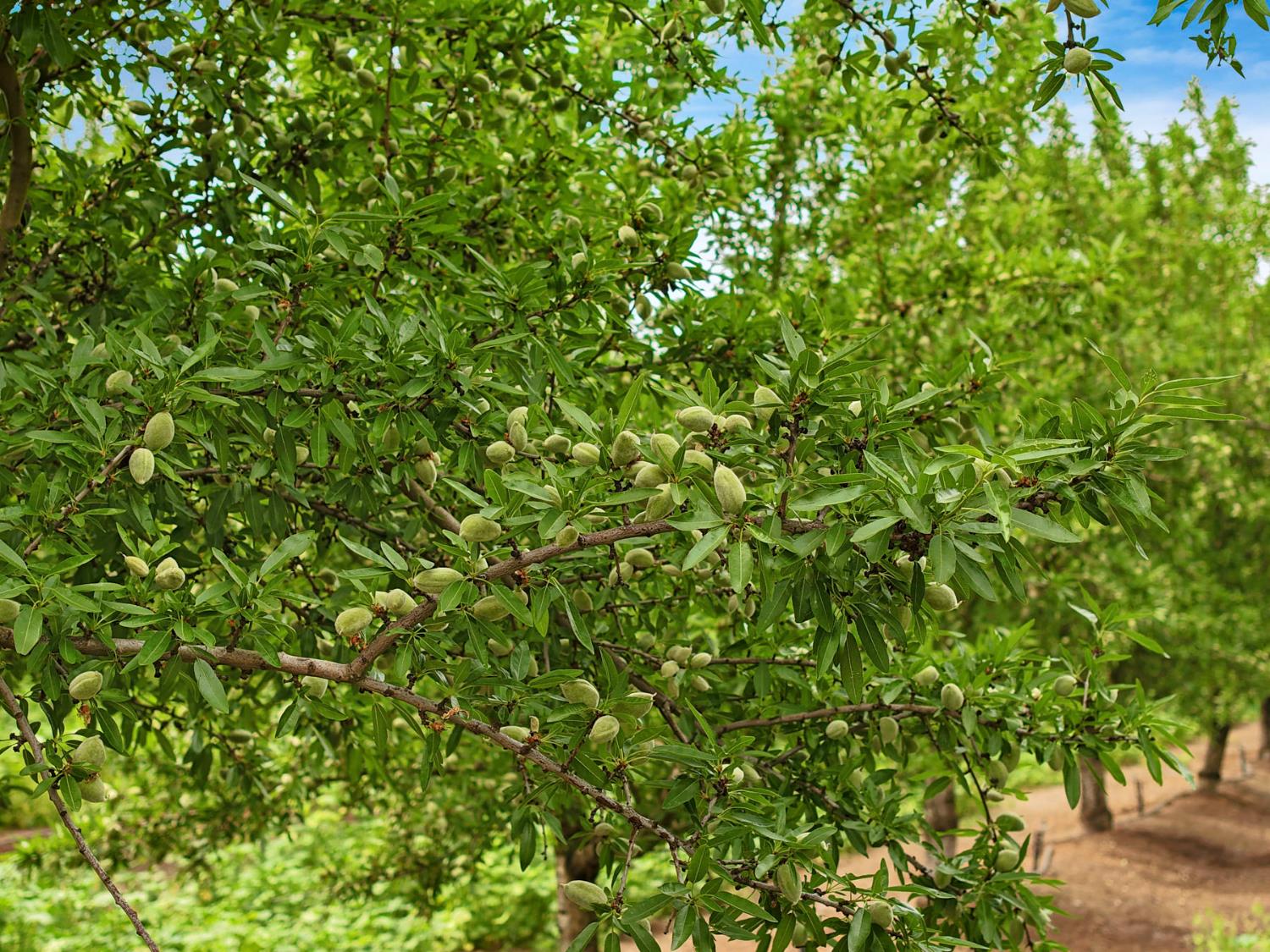 19753 East Oakwood Road Stockton, CA 95215 - Photo 6 of 19 a view of a small yard