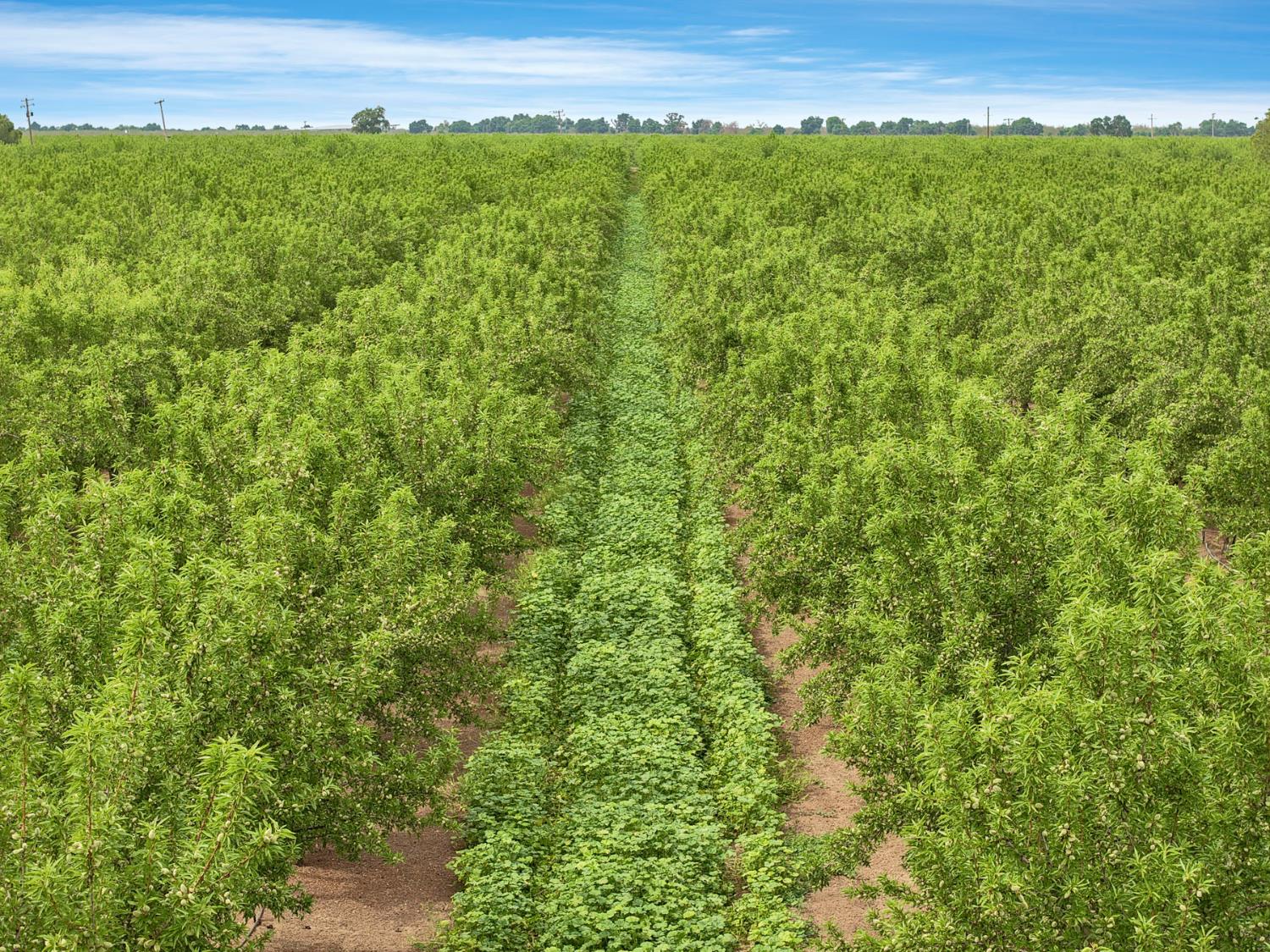 19753 East Oakwood Road Stockton, CA 95215 - Photo 7 of 19 a view of a large yard with lots of green space