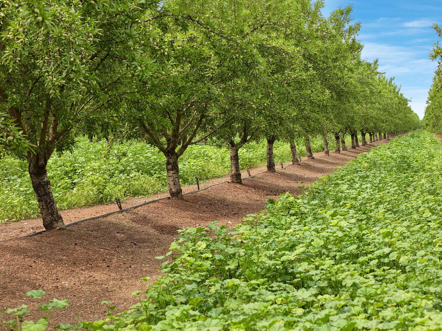 19753 East Oakwood Road Stockton, CA 95215 - Photo 8 of 19 a view of a street with a tree