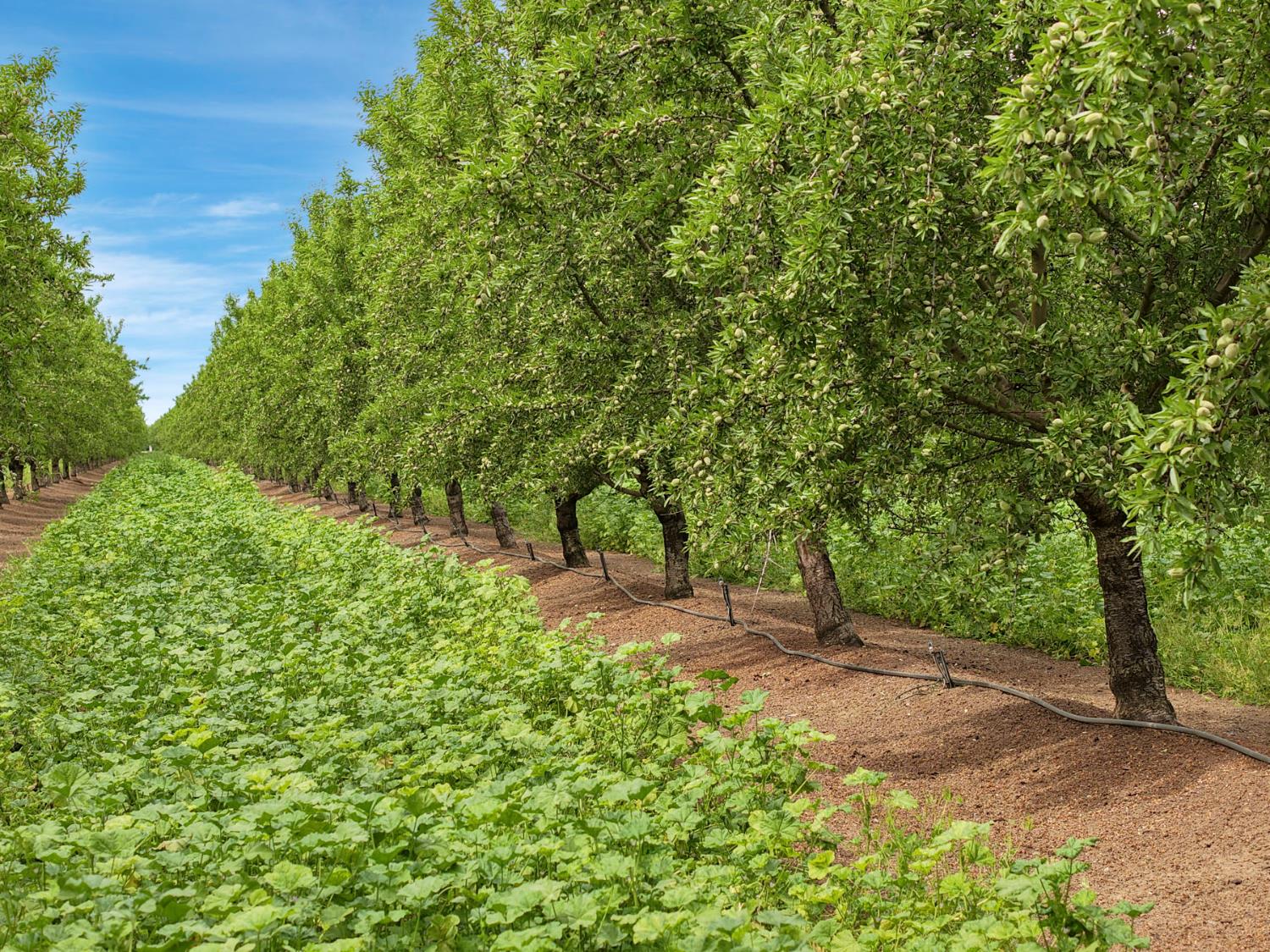 19753 East Oakwood Road Stockton, CA 95215 - Photo 9 of 19 a view of backyard with green space