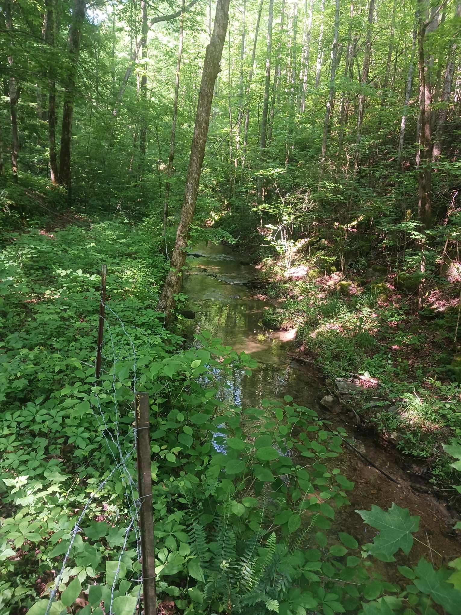 651 Allen Chapel Road Hilham, TN 38568 - Photo 47 of 48 a view of a lush green forest