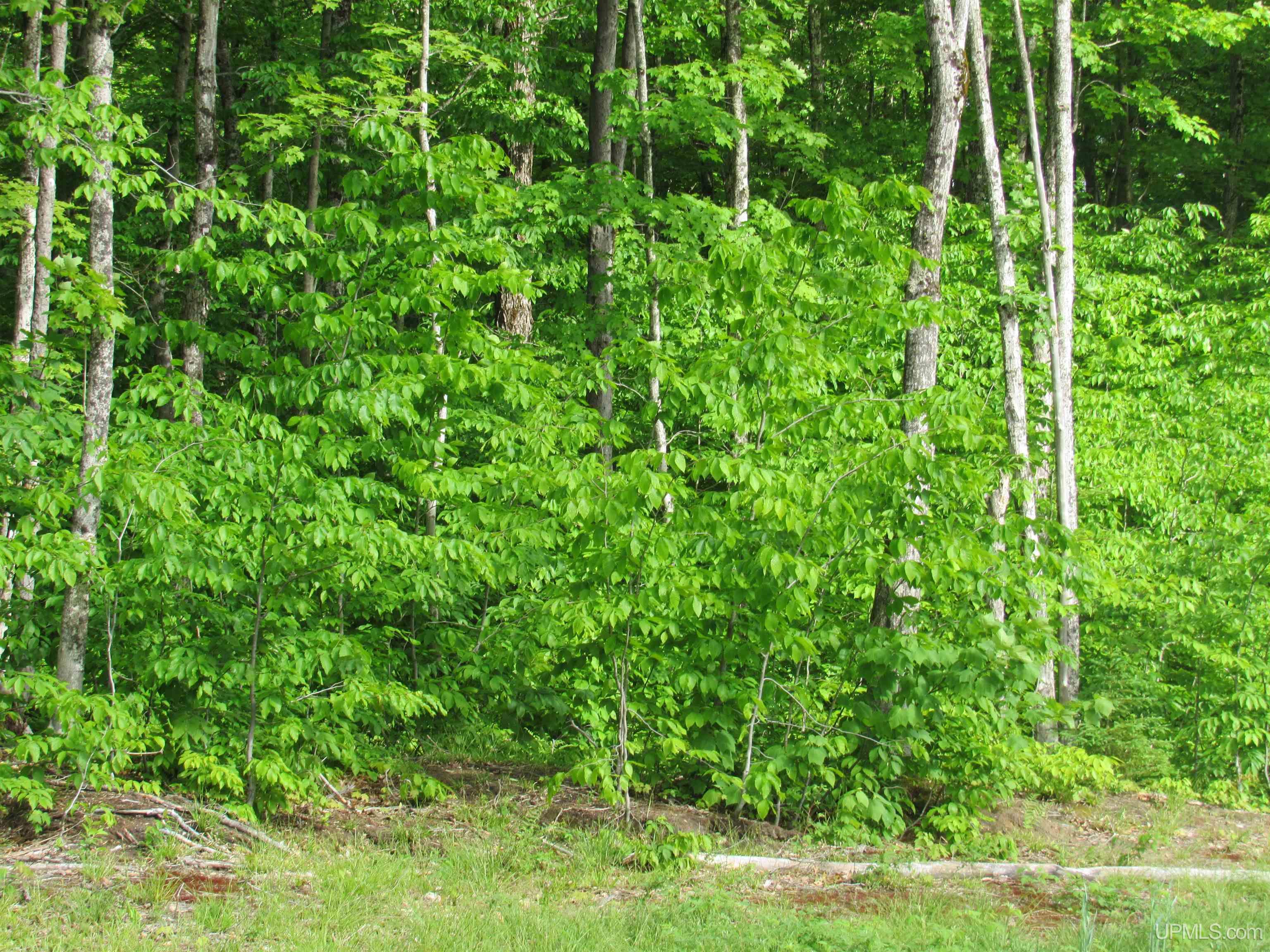 Tbd Tbd Sigan Camp Road Seney, MI 49883 - Photo 26 of 41