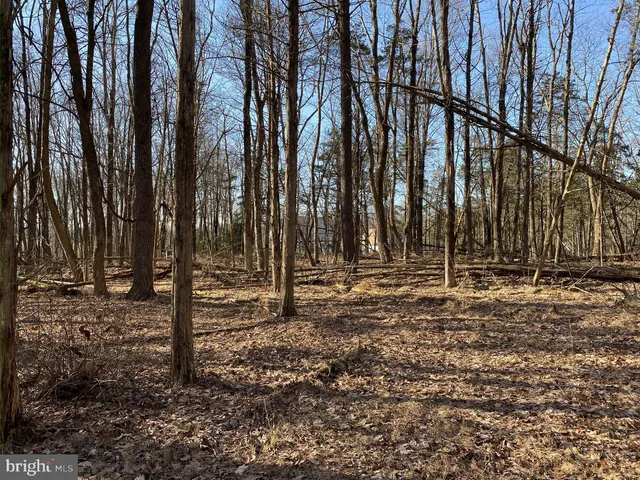 a view of a backyard with trees