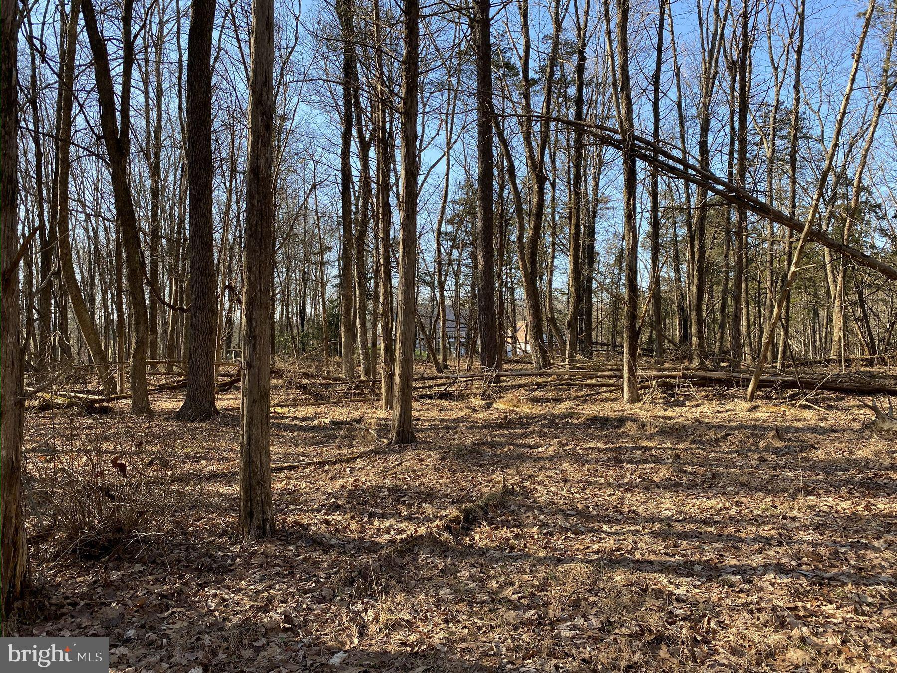 13 Lily Valley Road Erwinna, PA 18920 - Photo 7 of 18 a view of a backyard with trees
