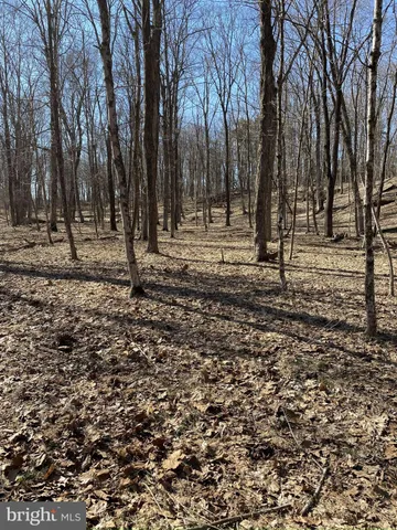a view of a yard with a trees