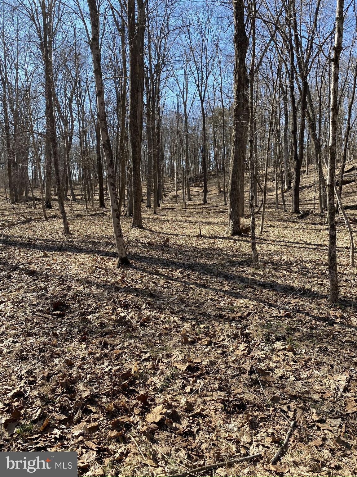 13 Lily Valley Road Erwinna, PA 18920 - Photo 8 of 18 a view of a yard with a trees