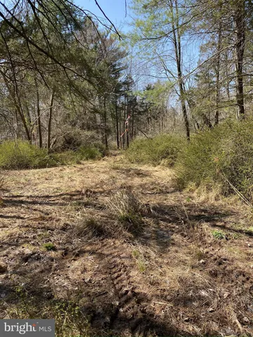 a view of a yard with trees