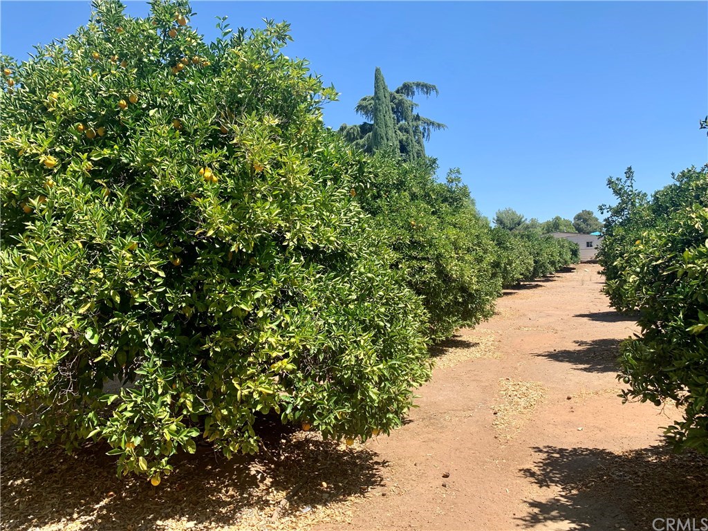 24817 Butterchurn Road Wildomar, CA 92595 - Photo 36 of 39 The Farm has 38 acres of citrus trees!