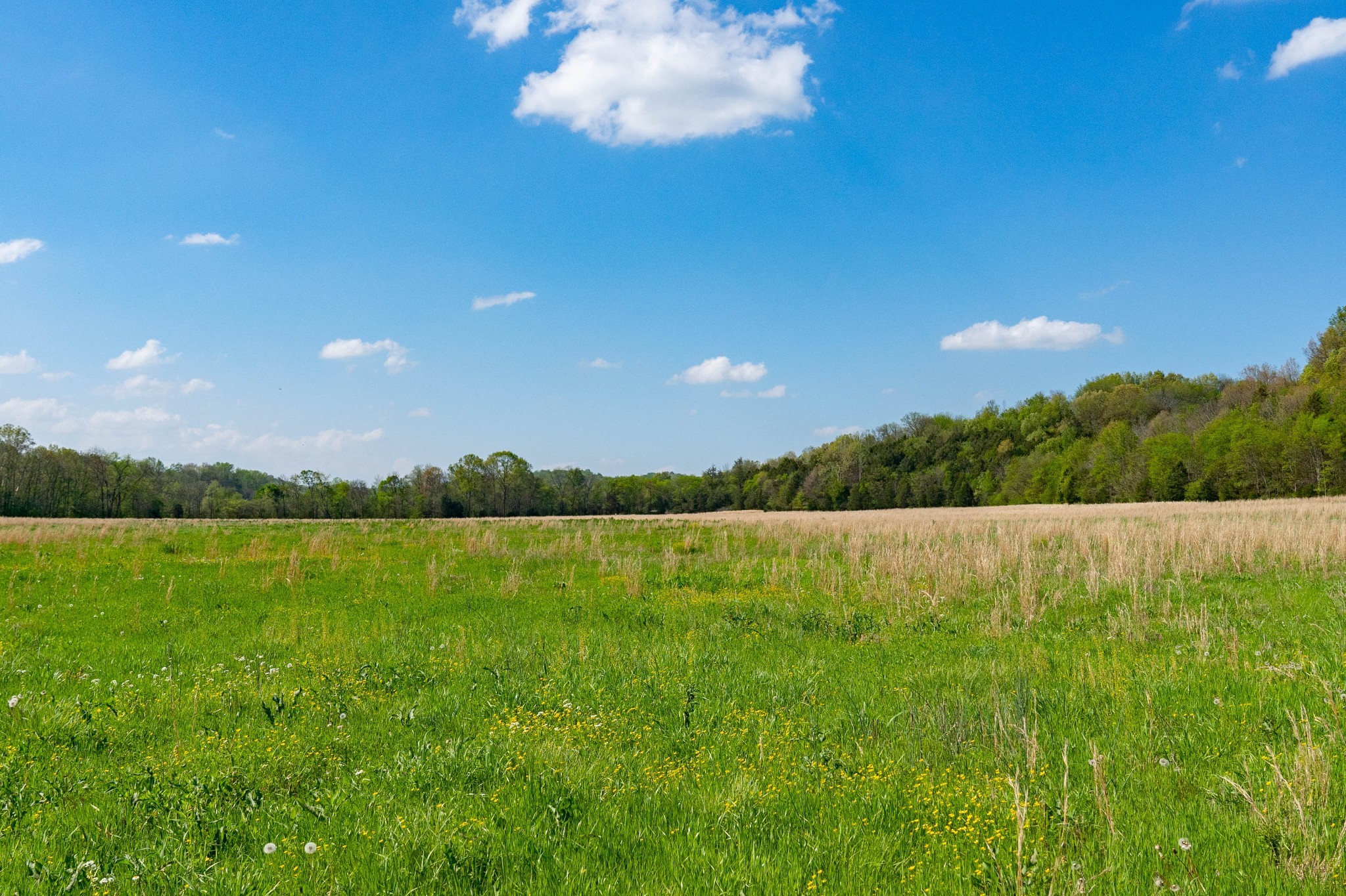 0 Pee Dee Branch Road Cottontown, TN 37048 - Photo 5 of 46 a view of an ocean and a yard