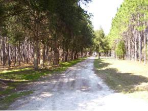 0 Northwest 10 Street Bell, FL 32619 - Photo 1 of 1