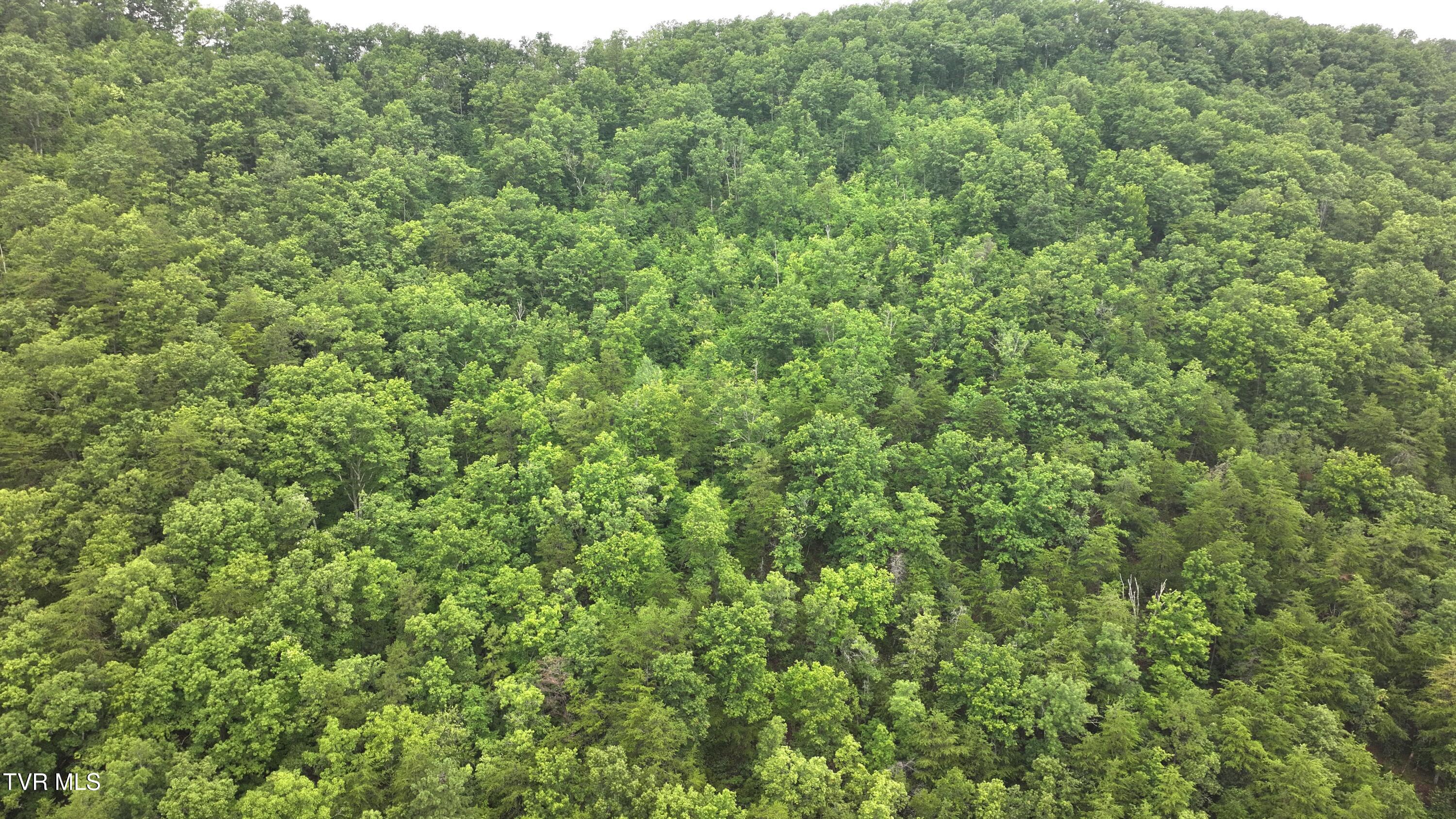 901 Grassy Creek Road Rogersville, TN 37857 - Photo 14 of 35 DJI_20250628092123_0020_D