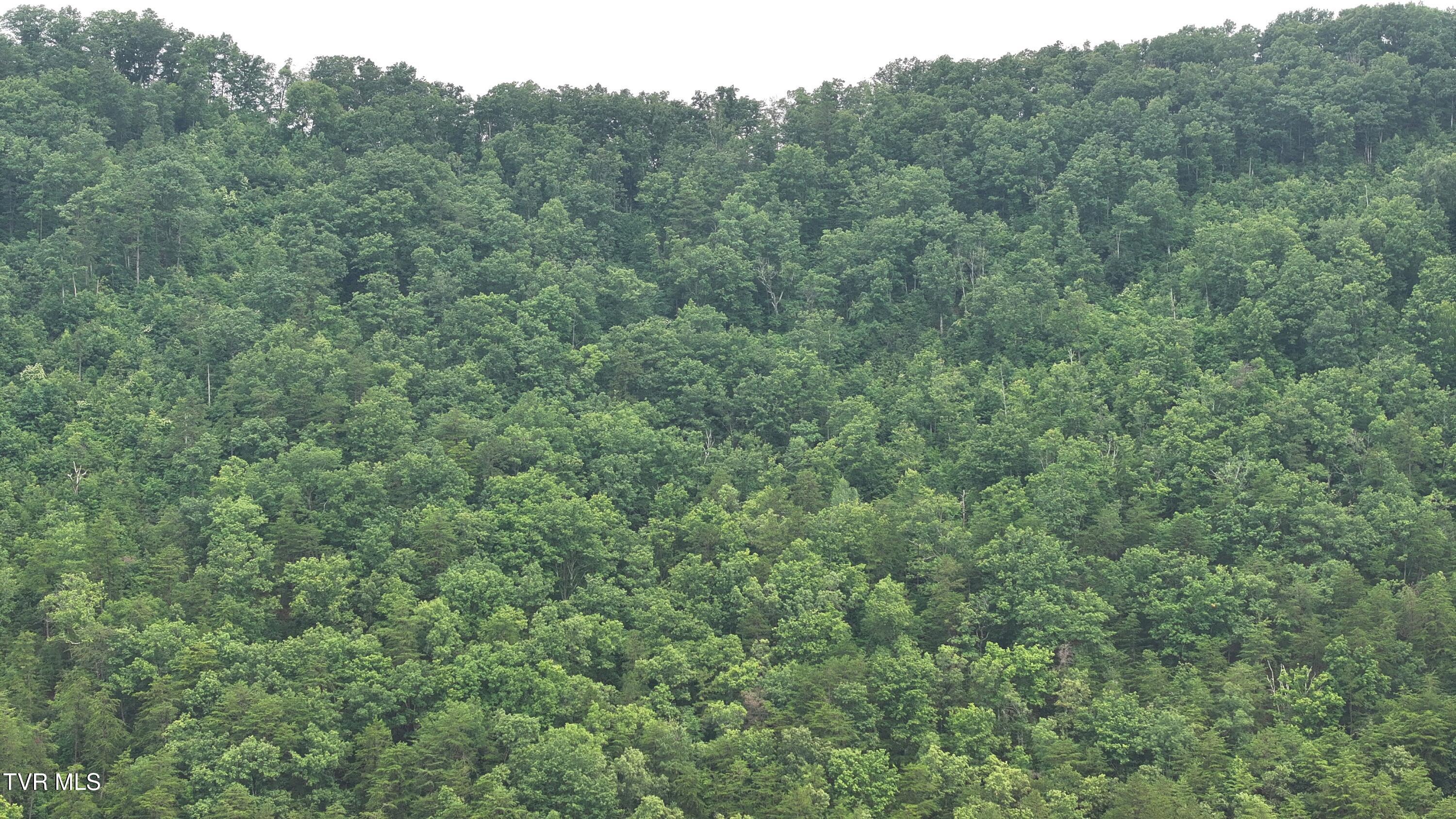 901 Grassy Creek Road Rogersville, TN 37857 - Photo 30 of 35 DJI_20250628102039_0048_D