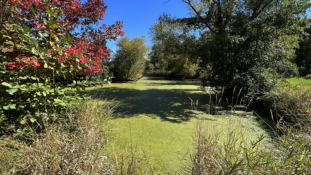 18510 Sand Road Fulton, IL 61252 - Photo 27 of 54 a view of swimming pool from a garden