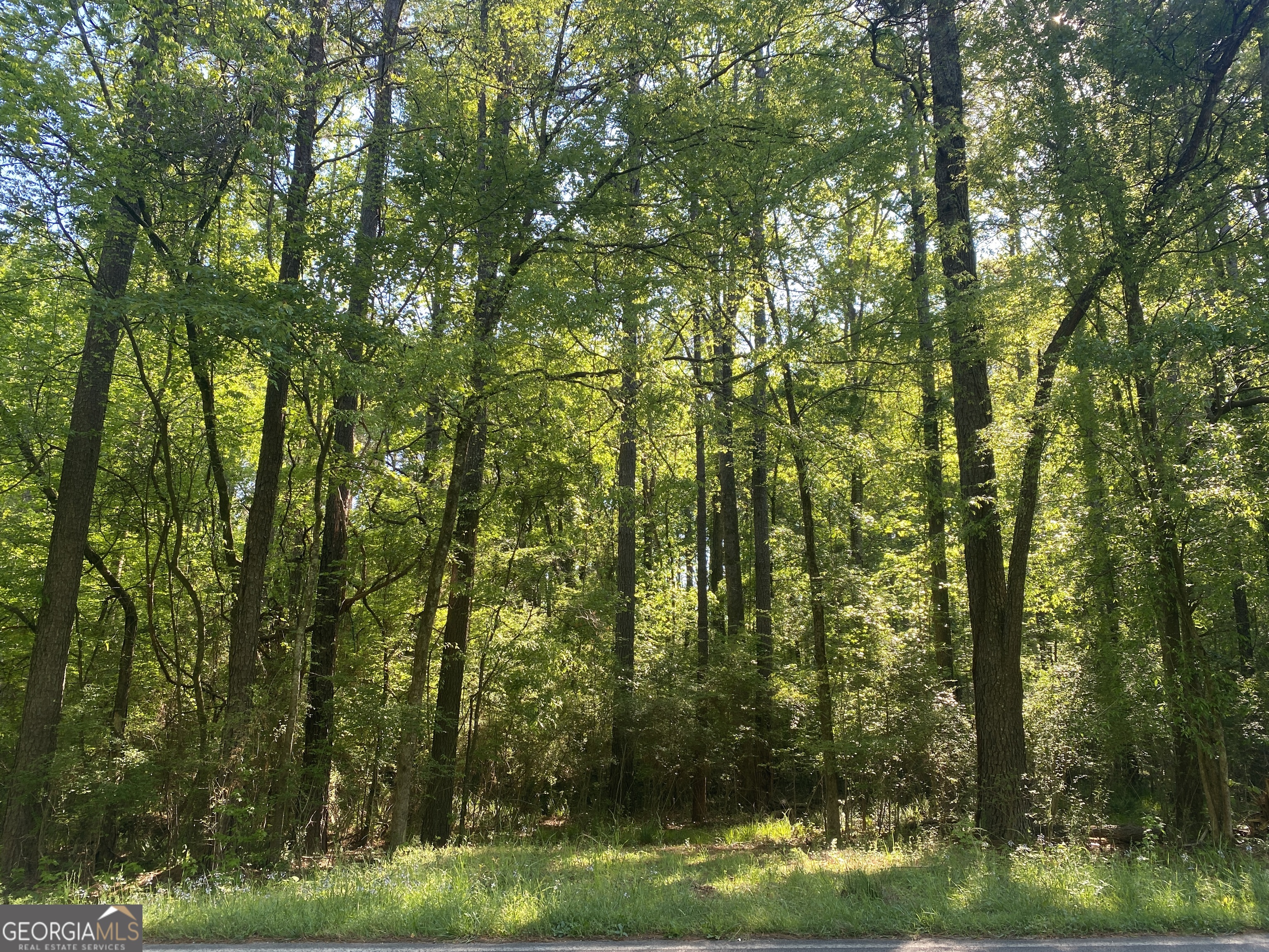 a view of a yard with large trees